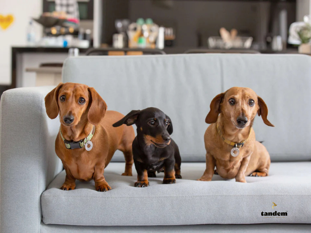 Photo: (From left to right) Chuck, Darcy, and Edison.